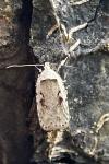 Agonopterix ocellana