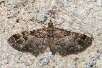 Gymnoscelis rufifasciata