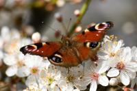 Aglais io