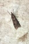 Eudonia angustea
