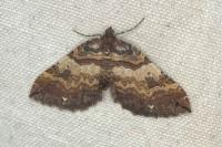 Earophila badiata