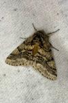 Lycia hirtaria