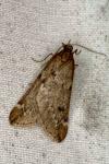 Alsophila aescularia