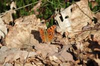 Polygonia c-album