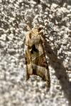 Phlogophora meticulosa