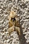 Phlogophora meticulosa