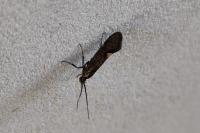Esperia sulphurella