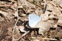 Celastrina argiolus