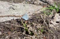 Celastrina argiolus