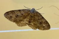 Ectropis crepuscularia