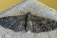 Eupithecia abbreviata