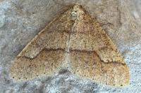 Agriopis leucophaearia