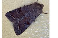 Orthosia incerta
