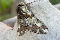 Biston strataria