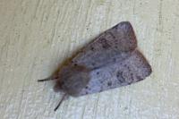 Orthosia cruda