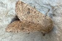 Orthosia cruda