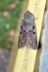 Orthosia gothica
