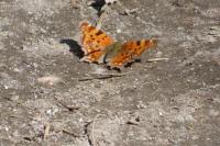 Polygonia c-album