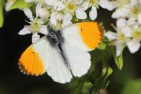Anthocharis cardamines
