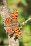 Polygonia c-album