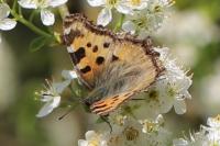 Nymphalis polychloros