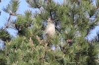 Thaumetopoea pityocampa