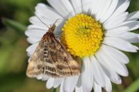 Pyrausta despicata