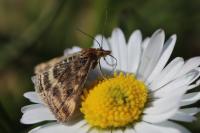 Pyrausta despicata
