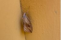 Evergestis forficalis