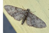 Eupithecia abbreviata