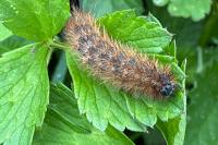 Phragmatobia fuliginosa