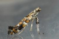 Gracillaria syringella