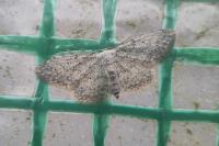 Idaea seriata