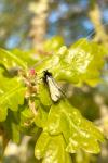 Adela reaumurella
