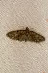Eupithecia abbreviata