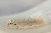 Elachista argentella