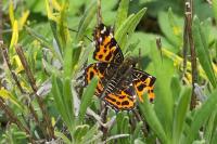 Araschnia levana