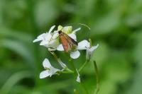 Cauchas rufimitrella