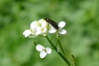 Cauchas rufimitrella