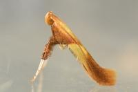 Caloptilia alchimiella