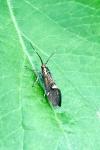 Esperia sulphurella