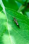 Esperia sulphurella