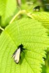 Adela reaumurella