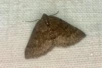 Aleucis distinctata