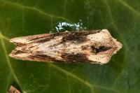 Egira conspicillaris