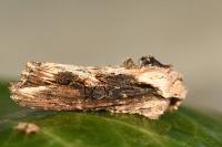 Egira conspicillaris