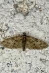 Eupithecia abbreviata