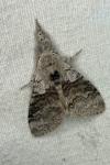 Calliteara pudibunda