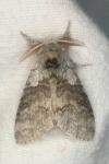 Calliteara pudibunda