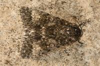 Acronicta megacephala